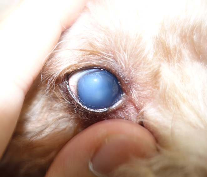 犬 角膜 ジストロフィー 犬の角膜潰瘍の症状と治療の記録【目薬で完治するまでの期間など】