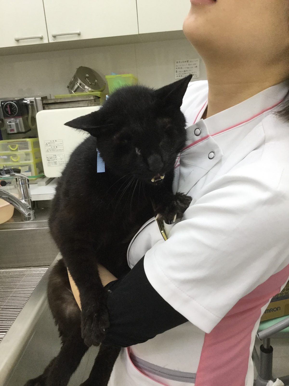 猫の眼球摘出 横浜市の動物病院 洋光台ペットクリニック